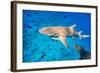 Lemon Sharks Swim among Fish in Pacific Ocean-BlueOrange Studio-Framed Photographic Print
