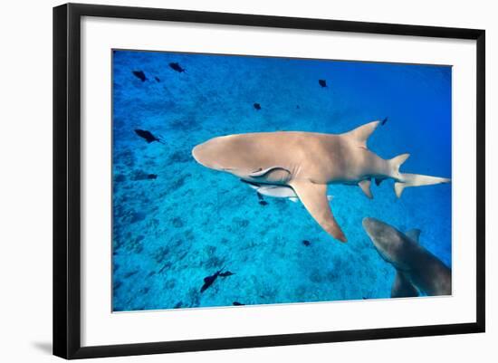 Lemon Sharks Swim among Fish in Pacific Ocean-BlueOrange Studio-Framed Photographic Print