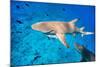 Lemon Sharks Swim among Fish in Pacific Ocean-BlueOrange Studio-Mounted Photographic Print