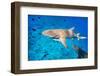 Lemon Sharks Swim among Fish in Pacific Ocean-BlueOrange Studio-Framed Photographic Print