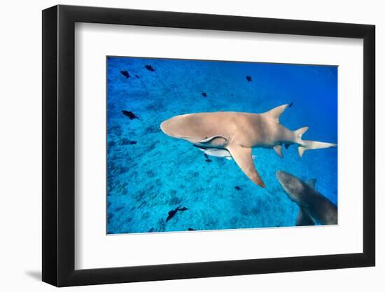 Lemon Sharks Swim among Fish in Pacific Ocean-BlueOrange Studio-Framed Photographic Print