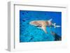 Lemon Sharks Swim among Fish in Pacific Ocean-BlueOrange Studio-Framed Photographic Print