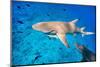 Lemon Sharks Swim among Fish in Pacific Ocean-BlueOrange Studio-Mounted Photographic Print