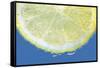 Lemon Slice-Carrie Webster-Framed Stretched Canvas