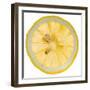 Lemon Slice-Steve Gadomski-Framed Premium Photographic Print