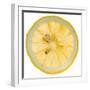 Lemon Slice-Steve Gadomski-Framed Premium Photographic Print