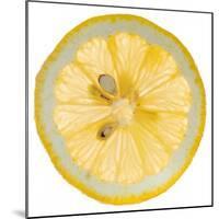 Lemon Slice-Steve Gadomski-Mounted Premium Photographic Print
