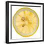 Lemon Slice-Steve Gadomski-Framed Photographic Print