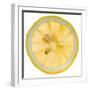 Lemon Slice-Steve Gadomski-Framed Photographic Print