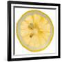 Lemon Slice-Steve Gadomski-Framed Photographic Print