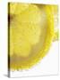 Lemon Slices in Water-Victoria Firmston-Stretched Canvas