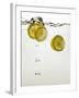 Lemon Slices in Water-Paul Blundell-Framed Photographic Print