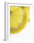 Lemon Slices in Water-Victoria Firmston-Framed Photographic Print