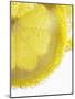 Lemon Slices in Water-Victoria Firmston-Mounted Photographic Print