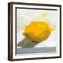 Lemon Still Life-Pamela Munger-Framed Art Print