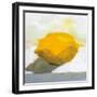 Lemon Still Life-Pamela Munger-Framed Art Print