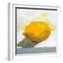 Lemon Still Life-Pamela Munger-Framed Art Print