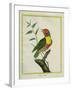 Lemon-Throated Barbet-Georges-Louis Buffon-Framed Giclee Print