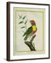 Lemon-Throated Barbet-Georges-Louis Buffon-Framed Giclee Print