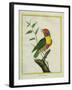 Lemon-Throated Barbet-Georges-Louis Buffon-Framed Giclee Print