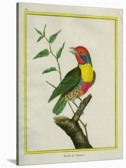 Lemon-Throated Barbet-Georges-Louis Buffon-Stretched Canvas