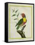 Lemon-Throated Barbet-Georges-Louis Buffon-Framed Stretched Canvas