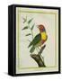 Lemon-Throated Barbet-Georges-Louis Buffon-Framed Stretched Canvas