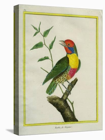 Lemon-Throated Barbet-Georges-Louis Buffon-Stretched Canvas