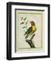 Lemon-Throated Barbet-Georges-Louis Buffon-Framed Giclee Print