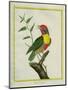 Lemon-Throated Barbet-Georges-Louis Buffon-Mounted Giclee Print