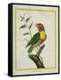 Lemon-Throated Barbet-Georges-Louis Buffon-Framed Stretched Canvas