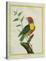 Lemon-Throated Barbet-Georges-Louis Buffon-Stretched Canvas