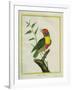 Lemon-Throated Barbet-Georges-Louis Buffon-Framed Giclee Print