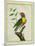 Lemon-Throated Barbet-Georges-Louis Buffon-Mounted Giclee Print