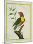 Lemon-Throated Barbet-Georges-Louis Buffon-Mounted Giclee Print