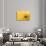 Lemon Top-Steve Gadomski-Photographic Print displayed on a wall