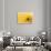 Lemon Top-Steve Gadomski-Framed Photographic Print displayed on a wall