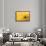 Lemon Top-Steve Gadomski-Framed Photographic Print displayed on a wall