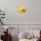 Lemon Top-Steve Gadomski-Mounted Photographic Print displayed on a wall