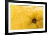Lemon Top-Steve Gadomski-Framed Photographic Print