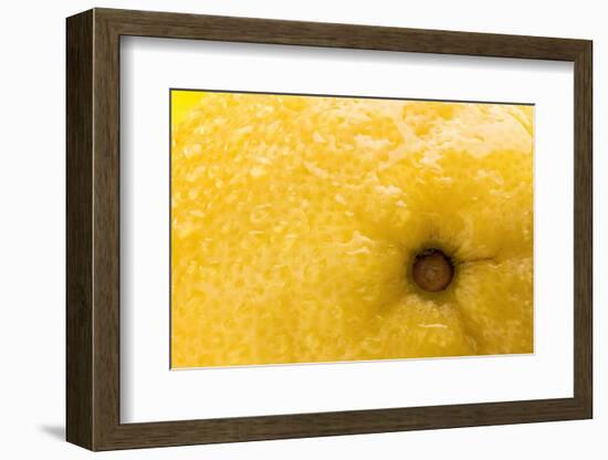 Lemon Top-Steve Gadomski-Framed Photographic Print