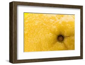 Lemon Top-Steve Gadomski-Framed Photographic Print