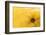 Lemon Top-Steve Gadomski-Framed Photographic Print