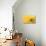 Lemon Top-Steve Gadomski-Stretched Canvas displayed on a wall