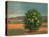 Lemon Tree and Orchard - Citrus Crate Label-Lantern Press-Stretched Canvas