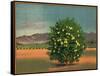 Lemon Tree and Orchard - Citrus Crate Label-Lantern Press-Framed Stretched Canvas
