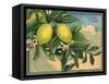 Lemon Tree Branch - Citrus Crate Label-Lantern Press-Framed Stretched Canvas