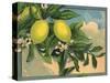 Lemon Tree Branch - Citrus Crate Label-Lantern Press-Stretched Canvas