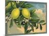 Lemon Tree Branch - Citrus Crate Label-Lantern Press-Mounted Art Print