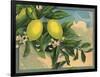 Lemon Tree Branch - Citrus Crate Label-Lantern Press-Framed Art Print